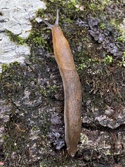 Arion subfuscus