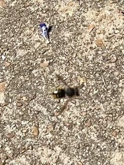 Anthidium