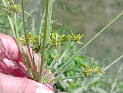 Cyperus surinamensis