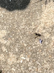 Anthidium