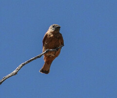 Hirundinea ferruginea
