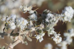 Sclerolaena cornishiana