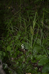 Neottia ovata