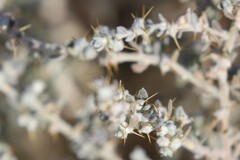 Sclerolaena cornishiana