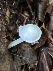 Mycena subcaerulea