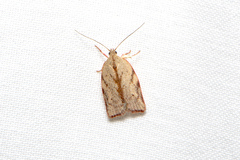 Euchaetis inceptella