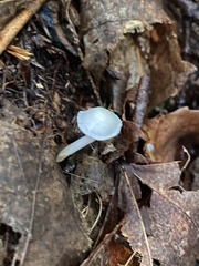 Mycena subcaerulea