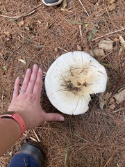 Lactifluus deceptivus