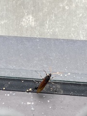 Urocerus californicus