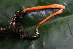 Ophiocordycipitaceae