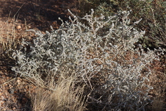 Sclerolaena cornishiana