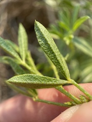 Ladeania lanceolata