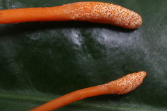 Ophiocordycipitaceae
