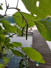 Alnus serrulata