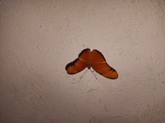 Dryas iulia moderata