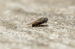 Ephydridae