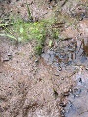 Pseudosuccinea columella