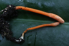 Ophiocordycipitaceae