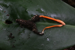 Ophiocordycipitaceae