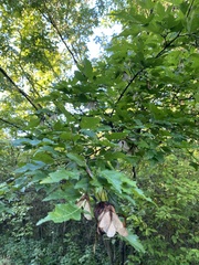 Acer ginnala