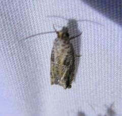 Epiblema abruptana