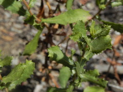 Hazardia squarrosa