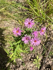 Symphyotrichum novae-angliae