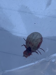 Ixodidae