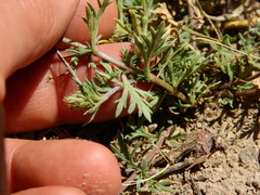 Glandularia mendocina