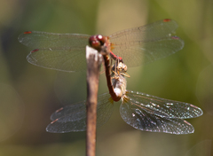 Sympetrum vicinum