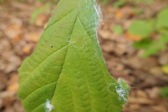 Phylloplecta tripunctata