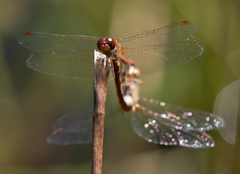 Sympetrum vicinum