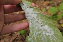 Phylloplecta tripunctata