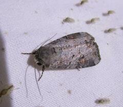 Trichordestra legitima