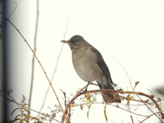 Turdus amaurochalinus