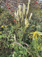 Sanguisorba canadensis