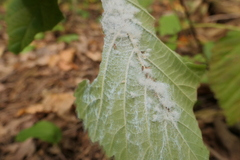 Phylloplecta tripunctata