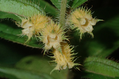 Miconia alternidomatia