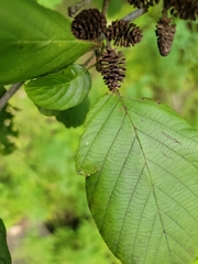 Alnus serrulata
