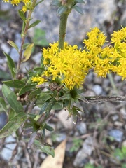 Solidago nemoralis