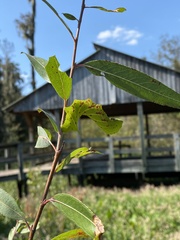 Paonias excaecata