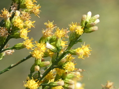 Lepidospartum squamatum
