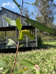 Paonias excaecata