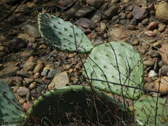 Opuntia robusta