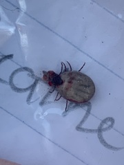 Ixodidae