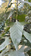Hasteola suaveolens