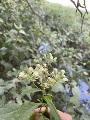 Hasteola suaveolens