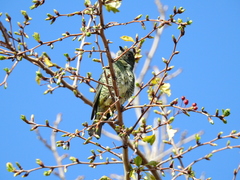 Tersina viridis