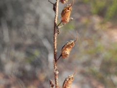 Sairocarpus pusillus