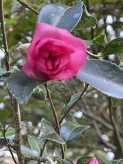 Camellia